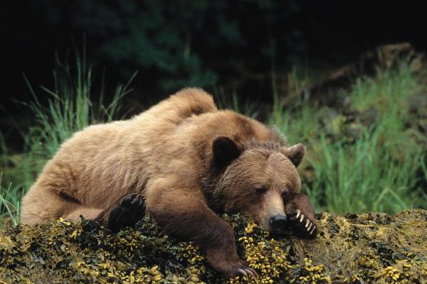 Медведь, Cute Animals, Sleep, HD, 2K, 4K, 5K