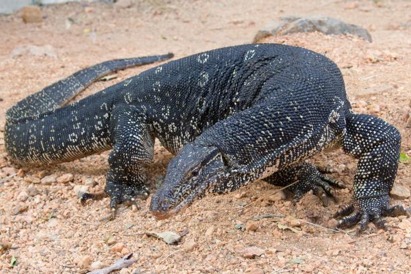 Comodo Dragon, Varanus Salvator, Южная Азия, Ящерица, Природа, Животное, Туризм, Черный, HD, 2K, 4K