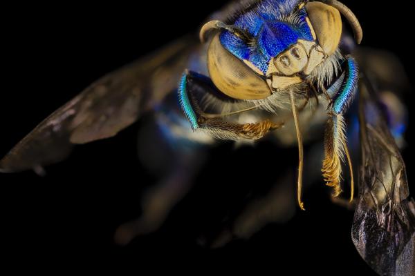 Euglossa Orchid Bee, Мексика, Аргентина, Макро, Синий, Зеленый, Насекомые, Черный Фон, HD, 2K, 4K