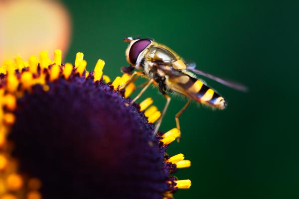 Hoverfly, Опыление, Подсолнечник, Макро, HD, 2K