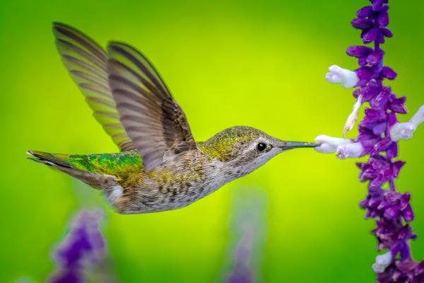 Колибри, Bird, Flower, HD, 2K, 4K, 5K