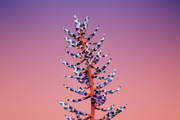 Iphone X Wallpapers, Iphone 8, Flower, Ios11, Retina, Wwdc 2017, HD, 2K