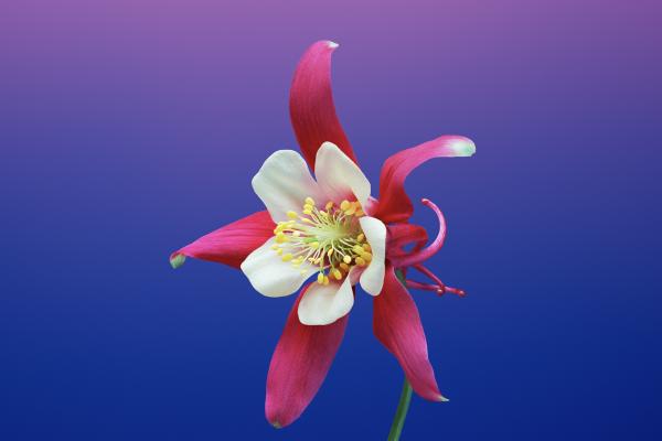 Iphone X Wallpapers, Iphone 8, Flower, Ios11, Retina, Wwdc 2017, HD, 2K