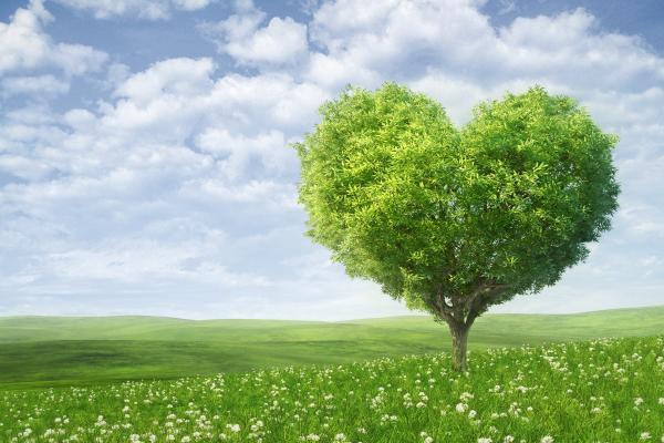 Love Image, Heart, Tree, HD, 2K, 4K