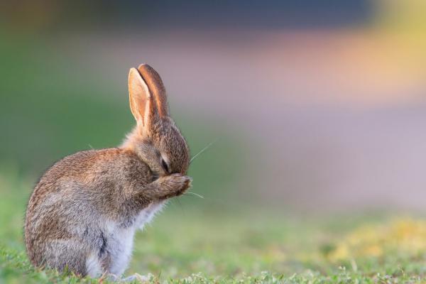 Кролик, Cute Animals, HD, 2K, 4K