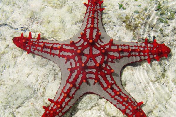 Sea Star, Занзибар, Африка, Дайвинг, Туризм, Подводный Мир, Рыба, Морская Звезда, Морская Жизнь, Лучшие В Мире Места Для Дайвинга, HD, 2K, 4K