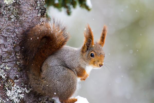 Белка, Cute Animals, Winter, HD, 2K, 4K, 5K