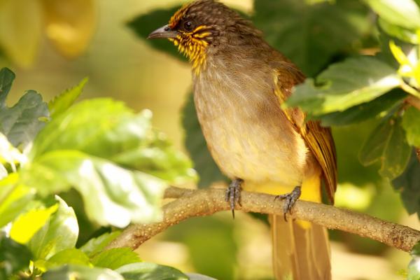 Stripe Throated Bulbul, Камбоджа, Китай, Лаос, Малайзия, Бирма, Таиланд, Птица, Зеленый, Дерево, Солнечный День, Птица, Природа, Туризм, HD, 2K, 4K