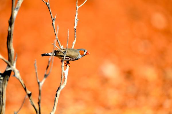 Зебровый Зяблик, Bird, HD, 2K, 4K, 5K