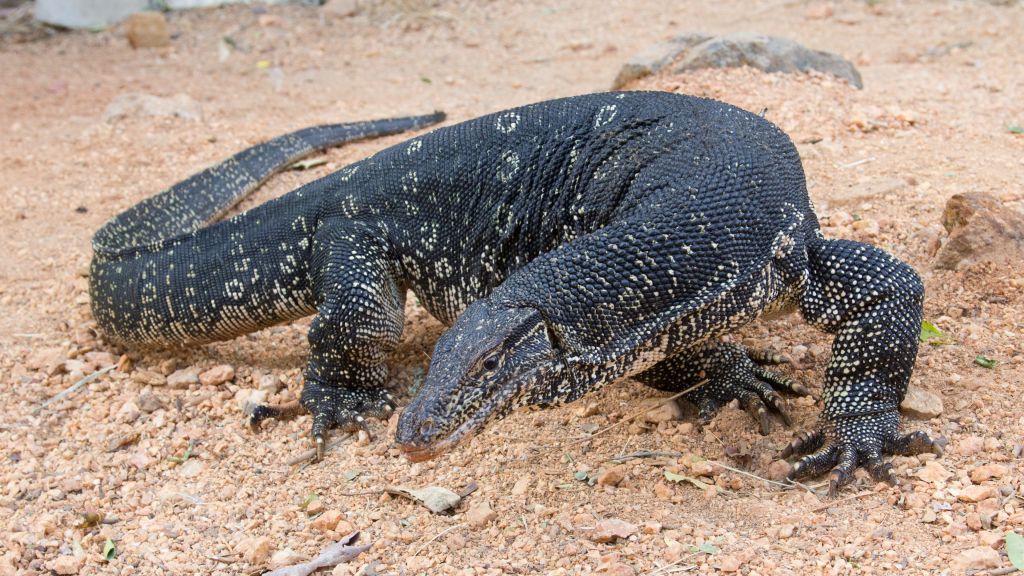 Comodo Dragon, Varanus Salvator, Южная Азия, Ящерица, Природа, Животное, Туризм, Черный, HD, 2K, 4K