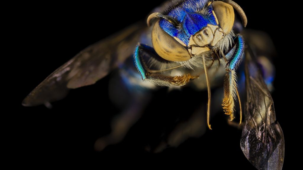 Euglossa Orchid Bee, Мексика, Аргентина, Макро, Синий, Зеленый, Насекомые, Черный Фон, HD, 2K, 4K