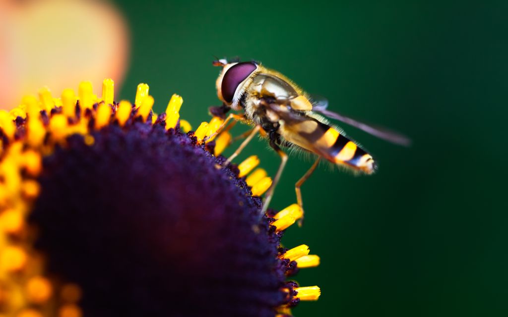 Hoverfly, Опыление, Подсолнечник, Макро, HD, 2K