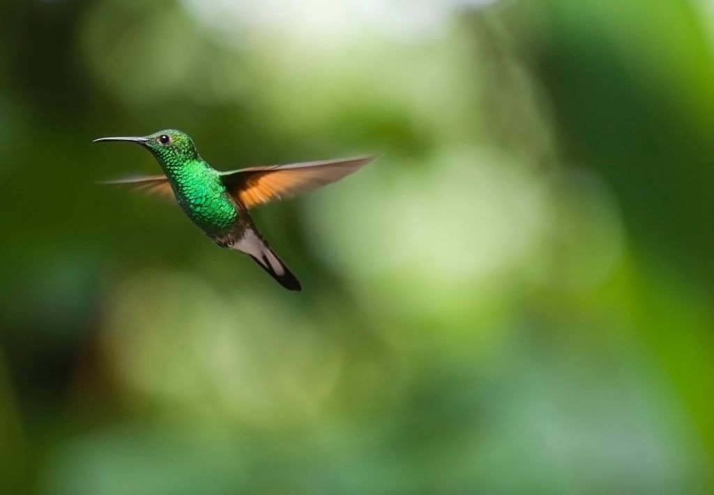 Колибри, Trochilidae, Бок, HD, 2K