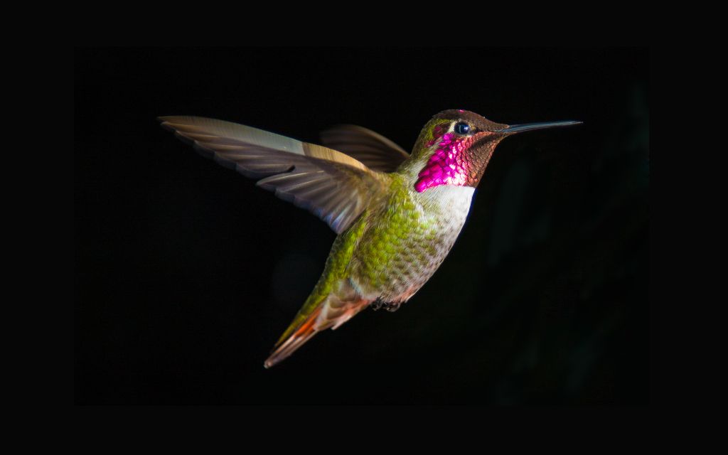 Hummingbird, HD, 2K, 4K