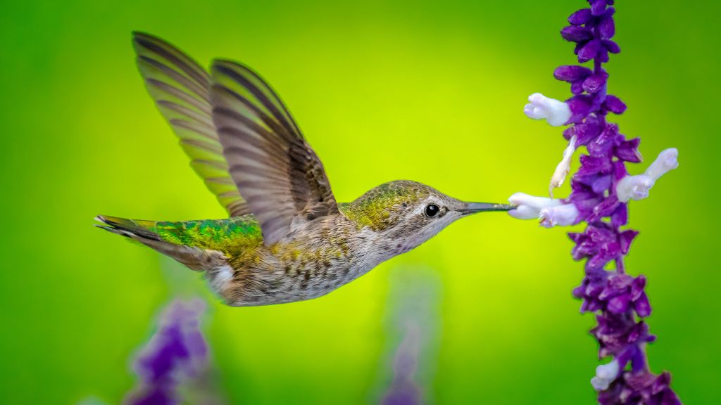 Колибри, Bird, Flower, HD, 2K, 4K, 5K