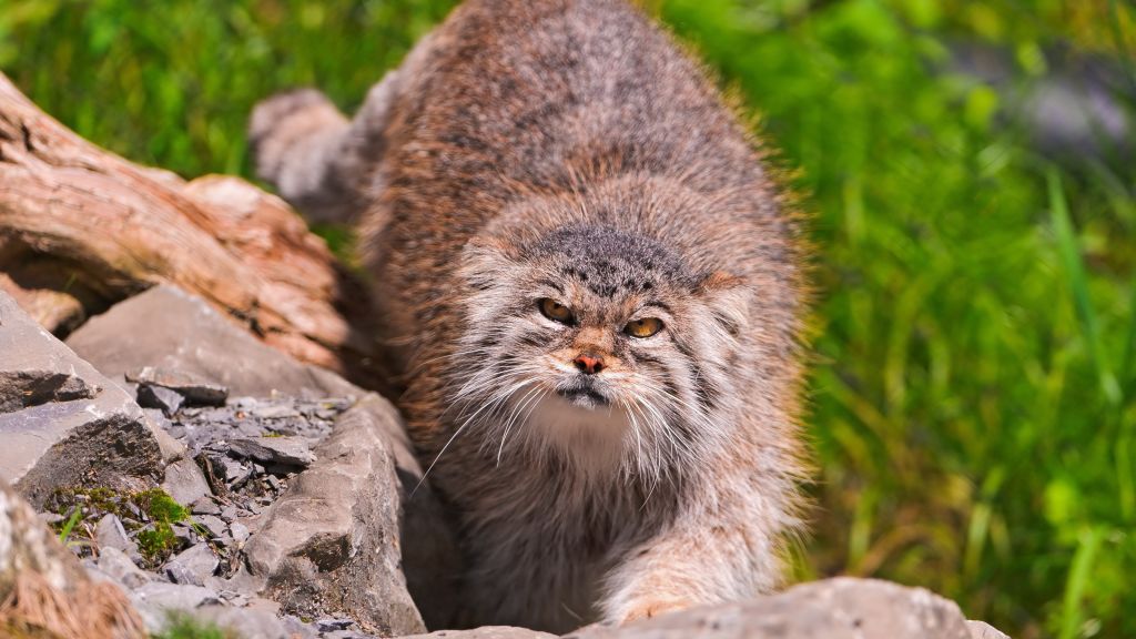 Кот Паллада, Дикая Кошка, Прогулка, Зеленая Трава, Камни, Пушистый, Солнечный День, HD, 2K, 4K