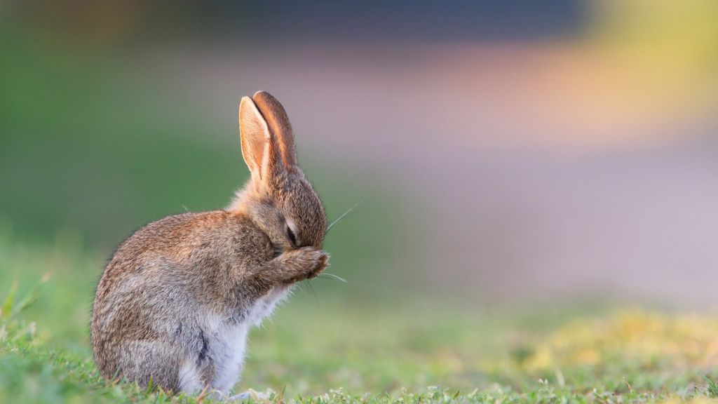 Кролик, Cute Animals, HD, 2K, 4K