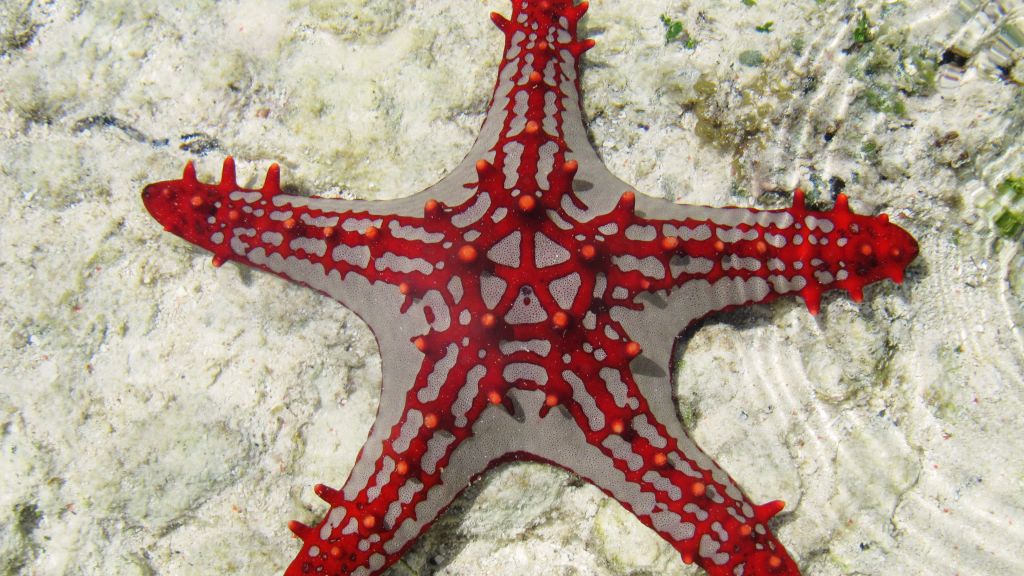 Sea Star, Занзибар, Африка, Дайвинг, Туризм, Подводный Мир, Рыба, Морская Звезда, Морская Жизнь, Лучшие В Мире Места Для Дайвинга, HD, 2K, 4K