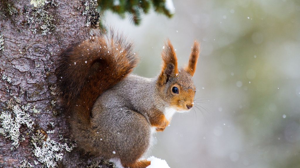 Белка, Cute Animals, Winter, HD, 2K, 4K, 5K