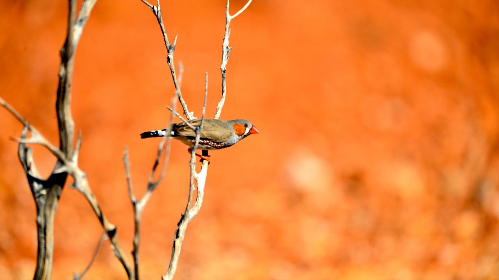 Зебровый Зяблик, Bird, HD, 2K, 4K, 5K